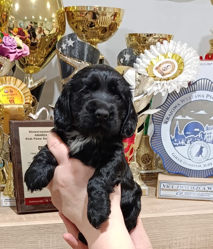 Cocker spaniel angielski - 10