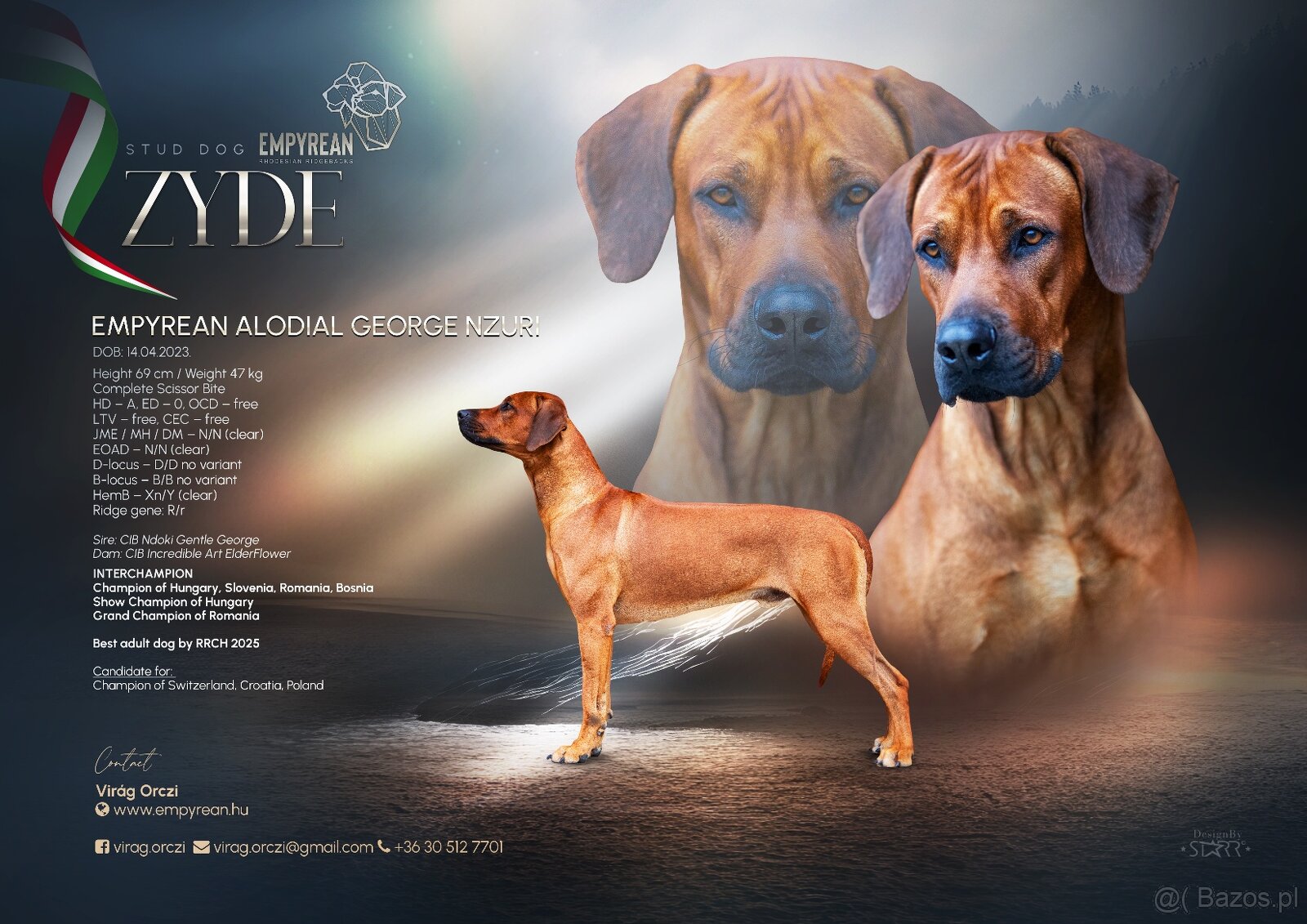Rhodesian ridgeback - 10