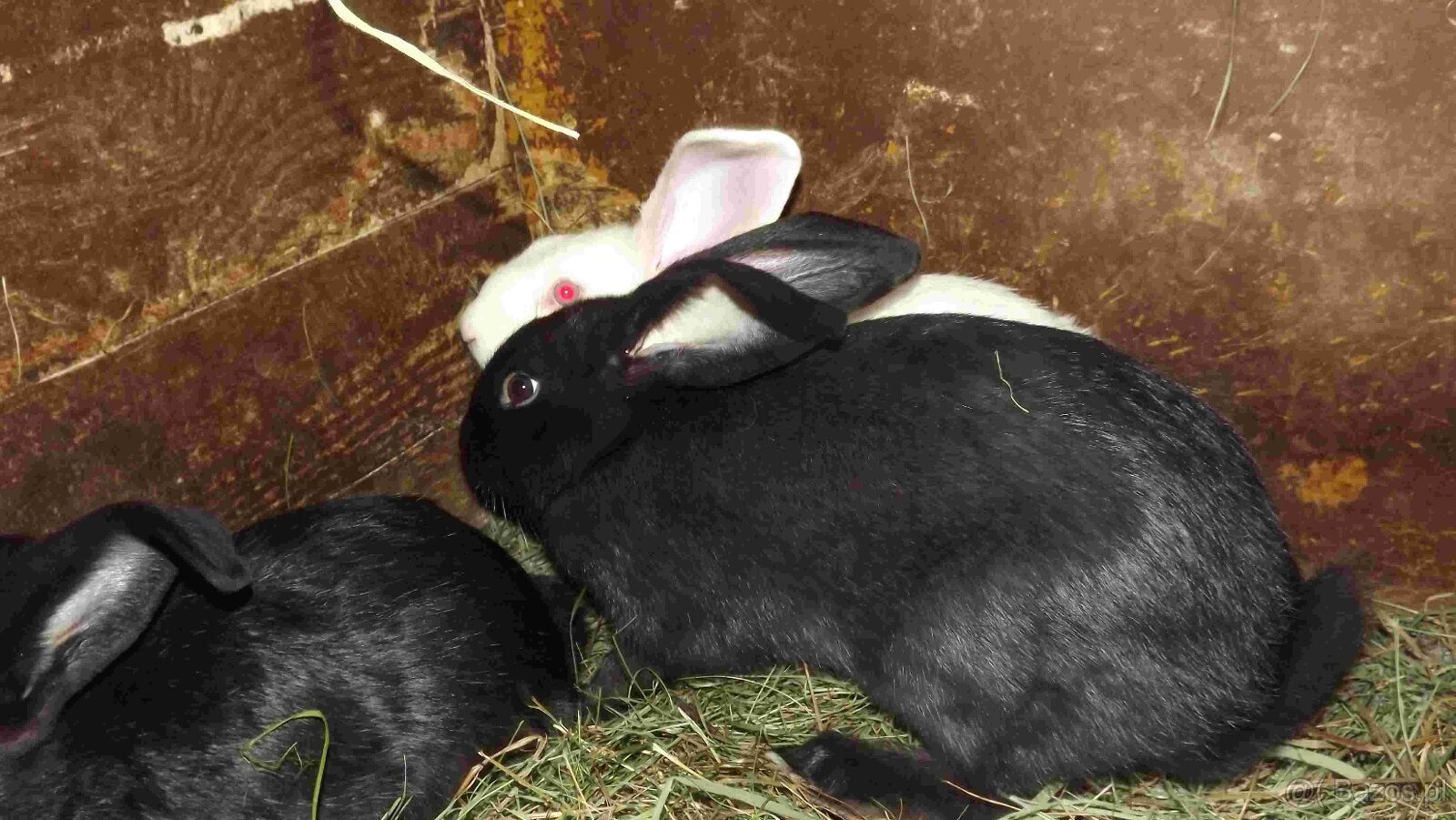 sprzedam króliki - 10