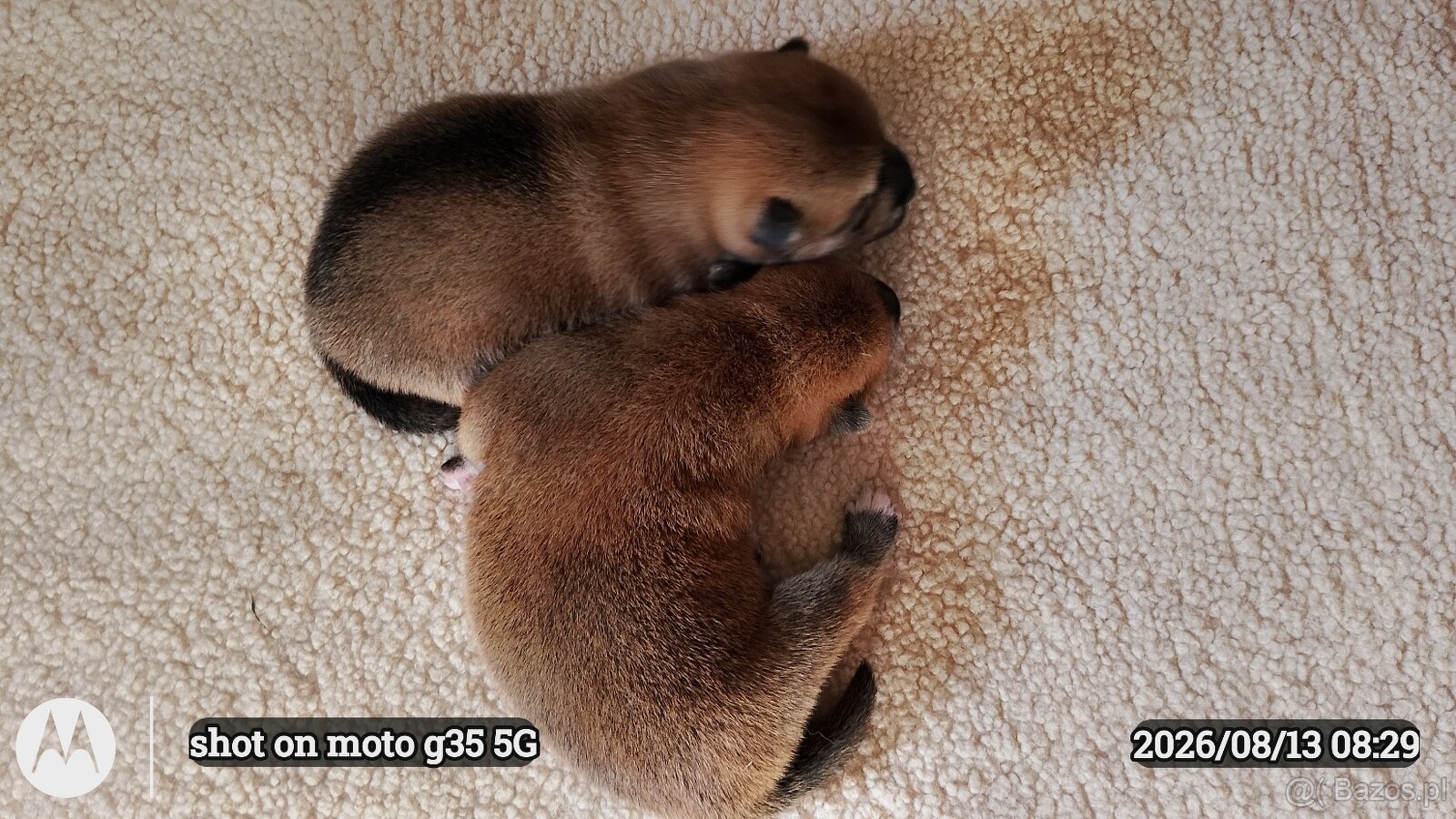 Dwoje szczeniąt Shiba Inu ur.07.08.2026r. - 10