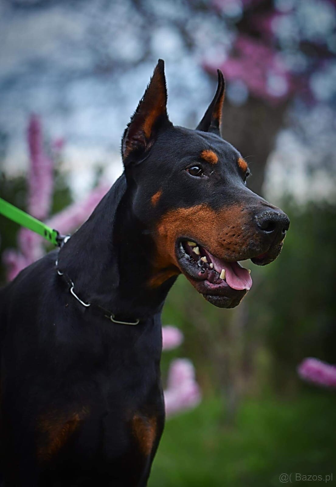 NIEBIESKIE KOPIOWANE SZCZENIĘTA DOBERMANA Z RODOWODEM FCI - 10