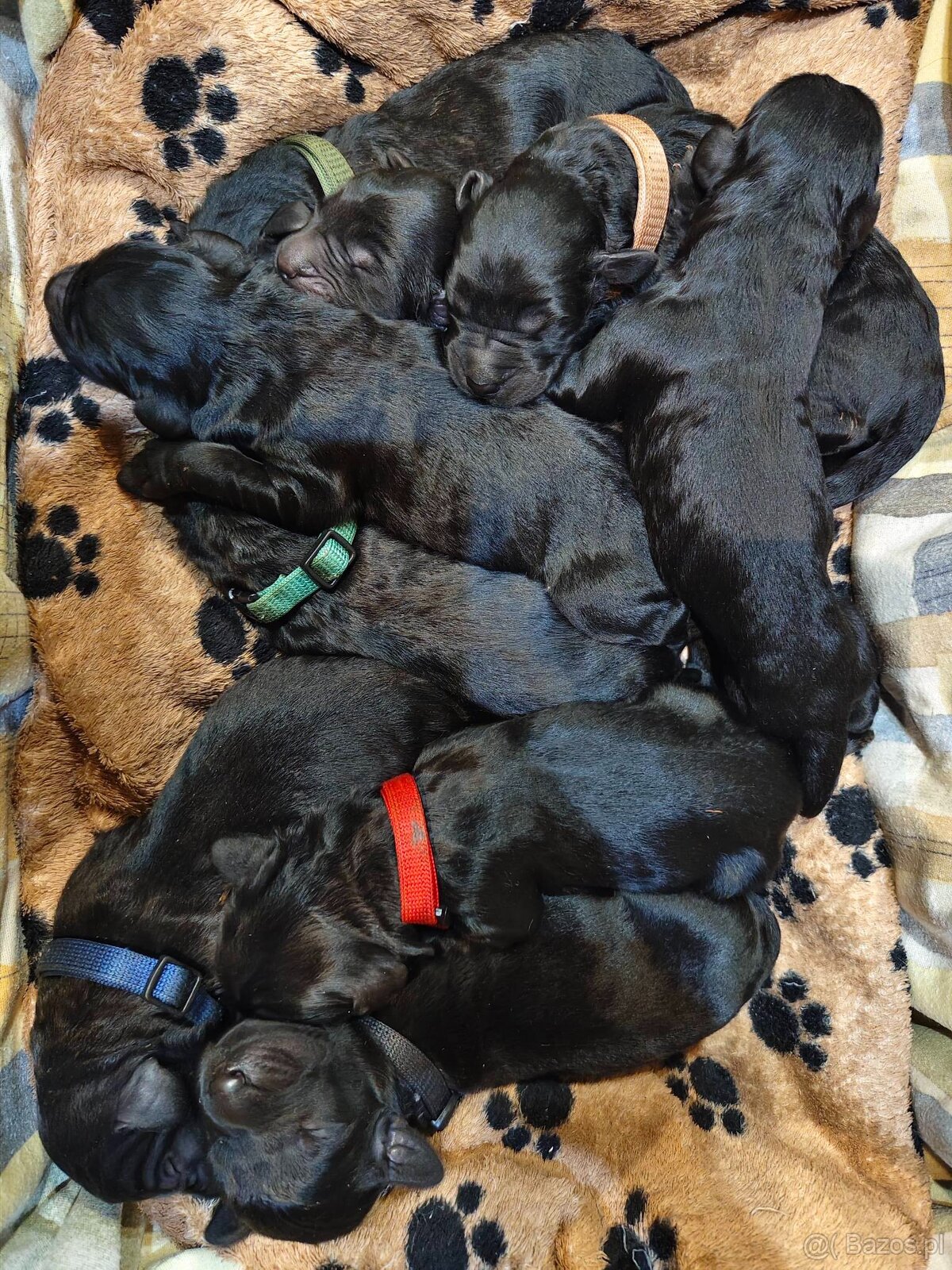 Czarny terier rosyjski - szczeniak - 10