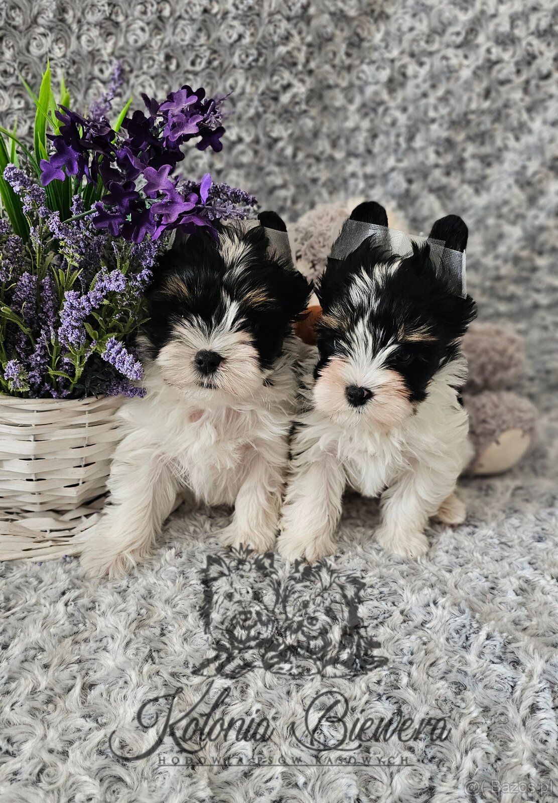 Yorkshire Terrier Biewer (TRICOLOR) piesek PASZPORT - 10
