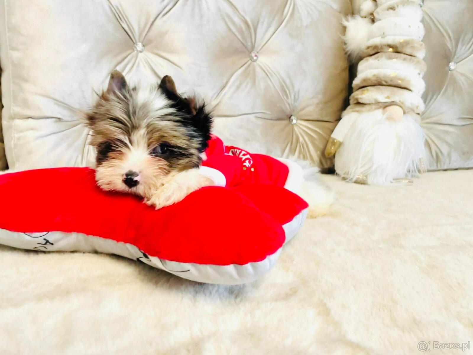 York Mikołaj z Bajki - do Kochania. Cudak. - 10