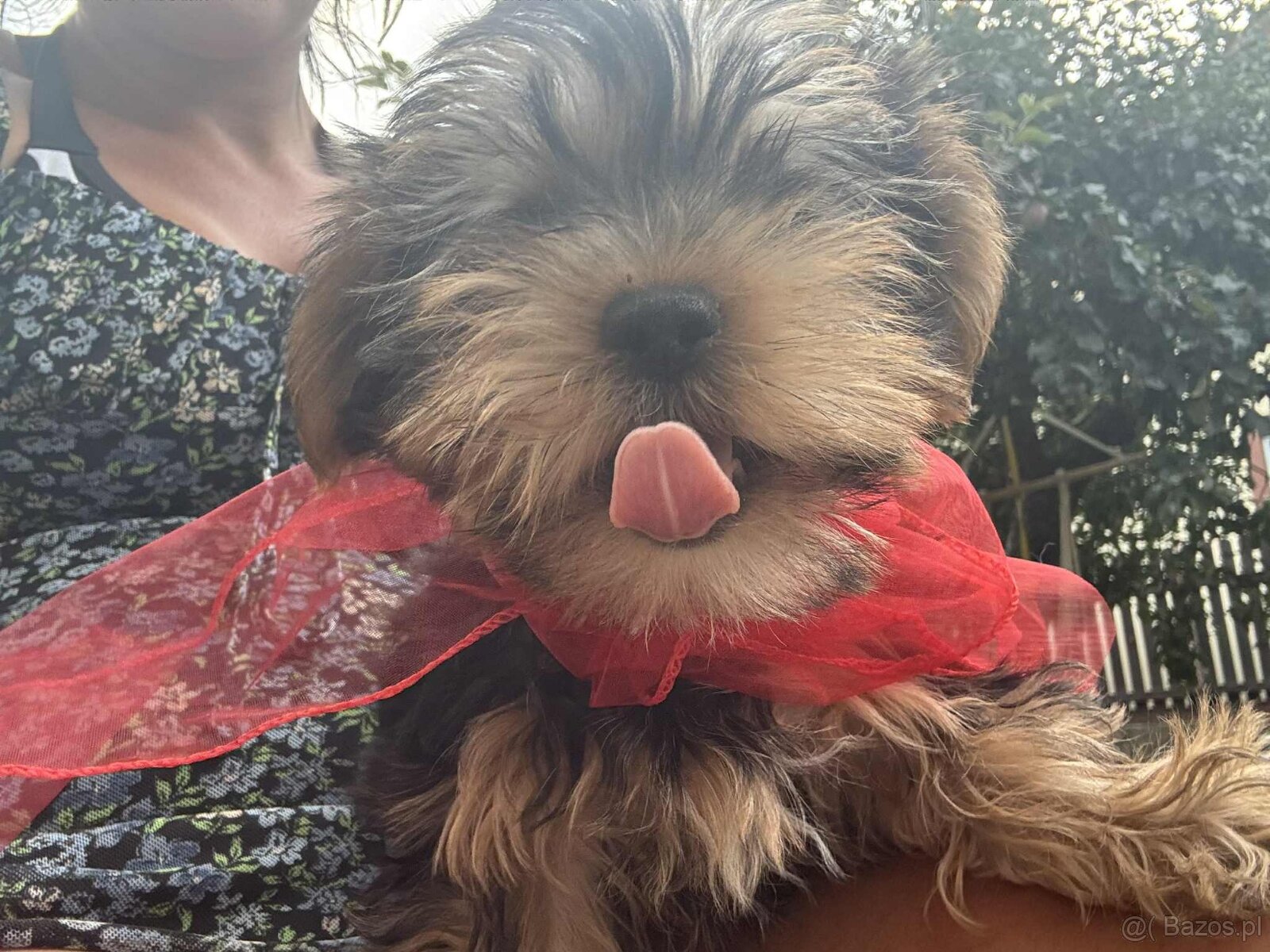 York terier średni - 10