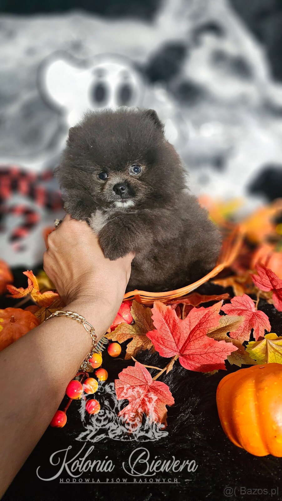 Szpic Miniaturowy/Pomeranian PASZPORT - 10