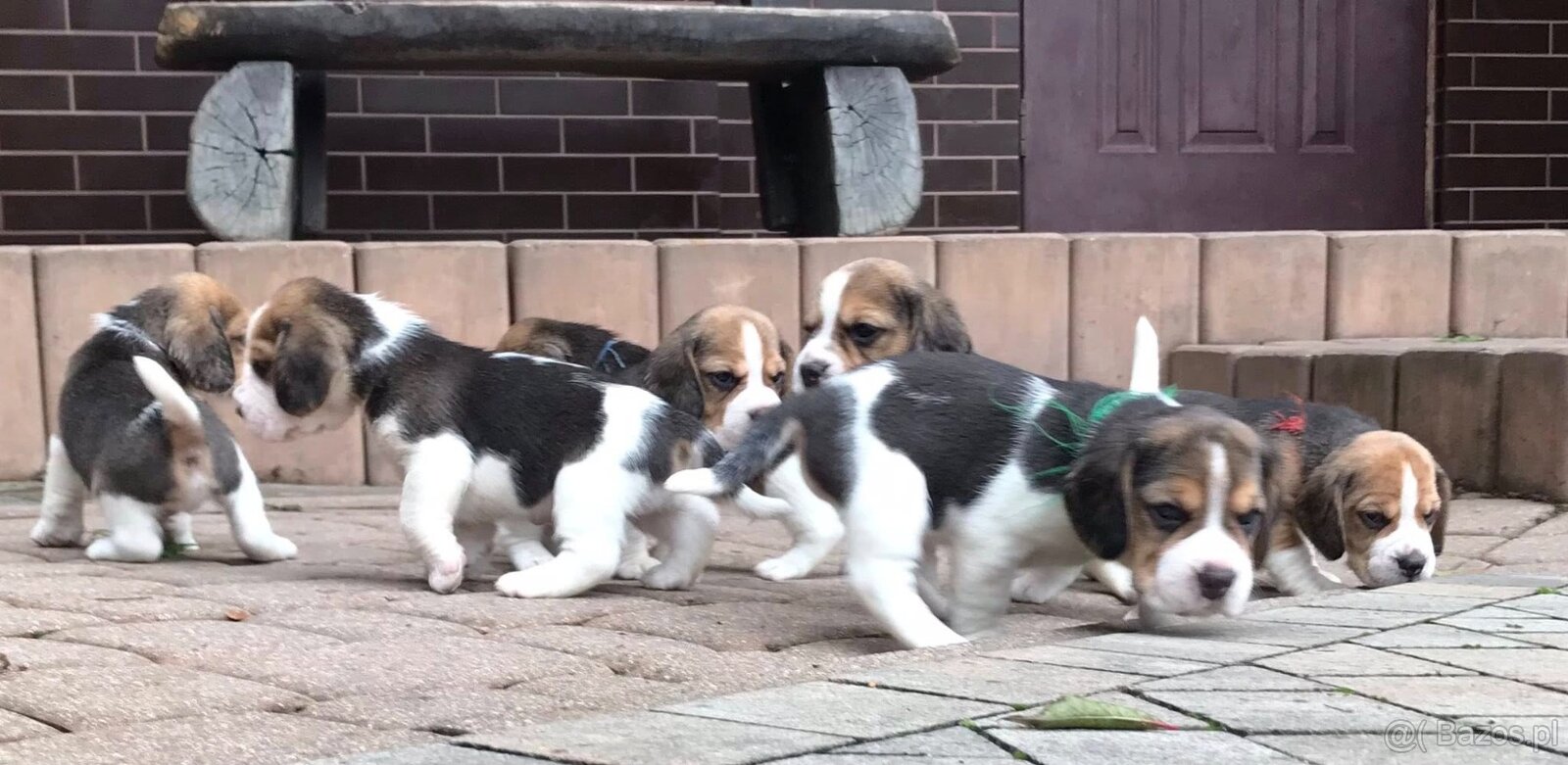 Beagle / Bigle - szczenięta rodowodowe ZKwP / FCI po Champio - 10