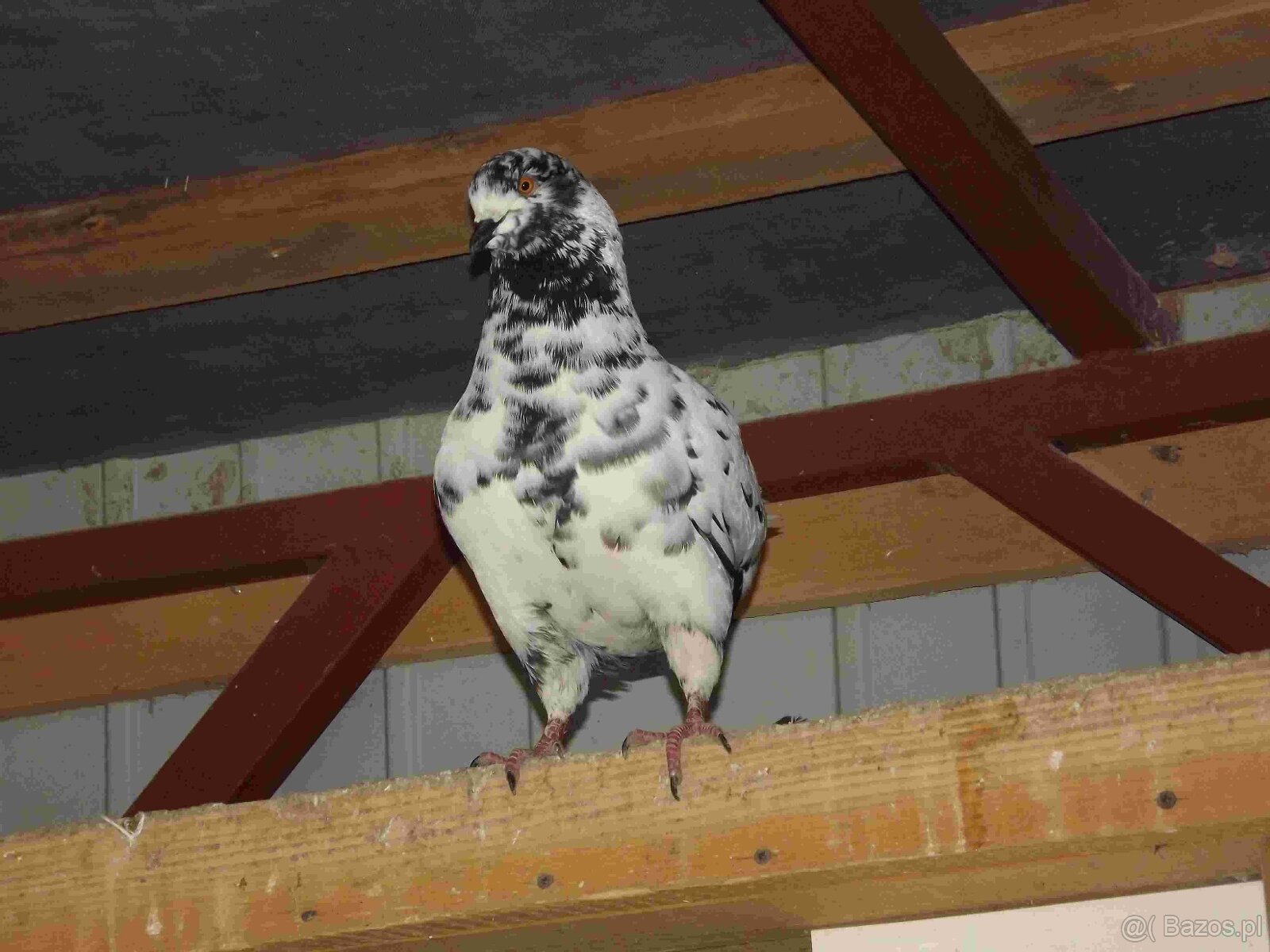 sprzedam gołębie - 10