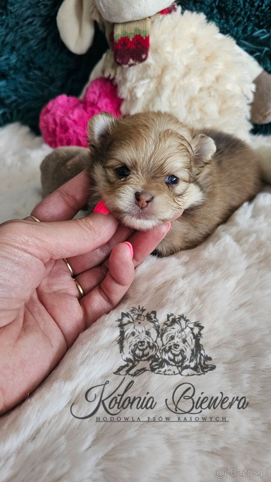 Szpic Miniaturowy/pomeranian PASZPORT - 10