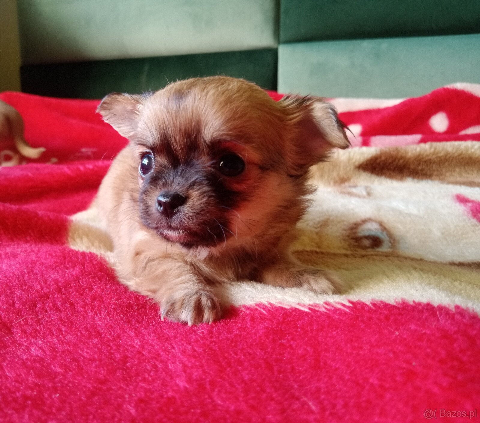 Chihuahua szczenięta - 10