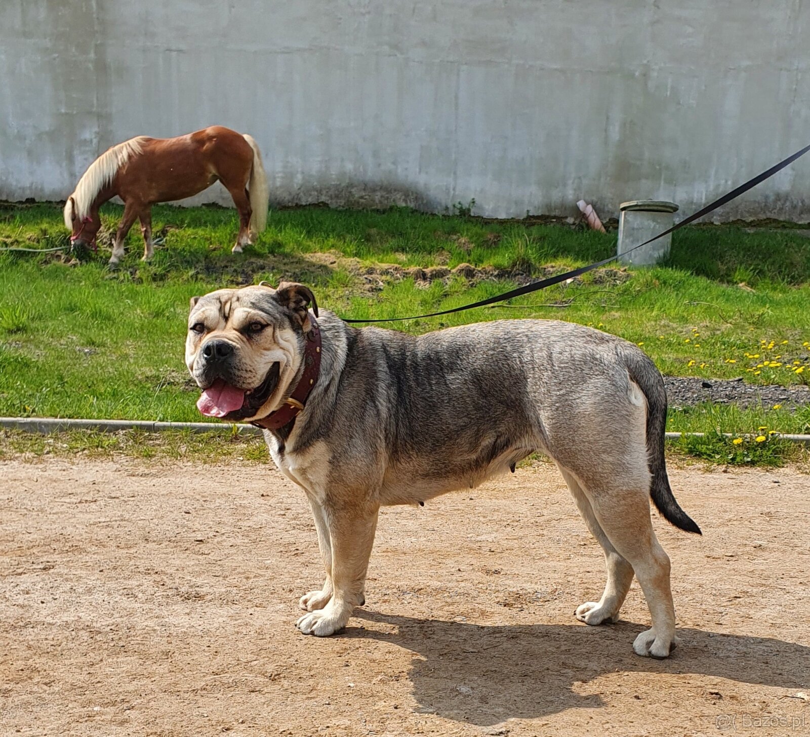 Dog Z Majorki Ca De Bou - 10