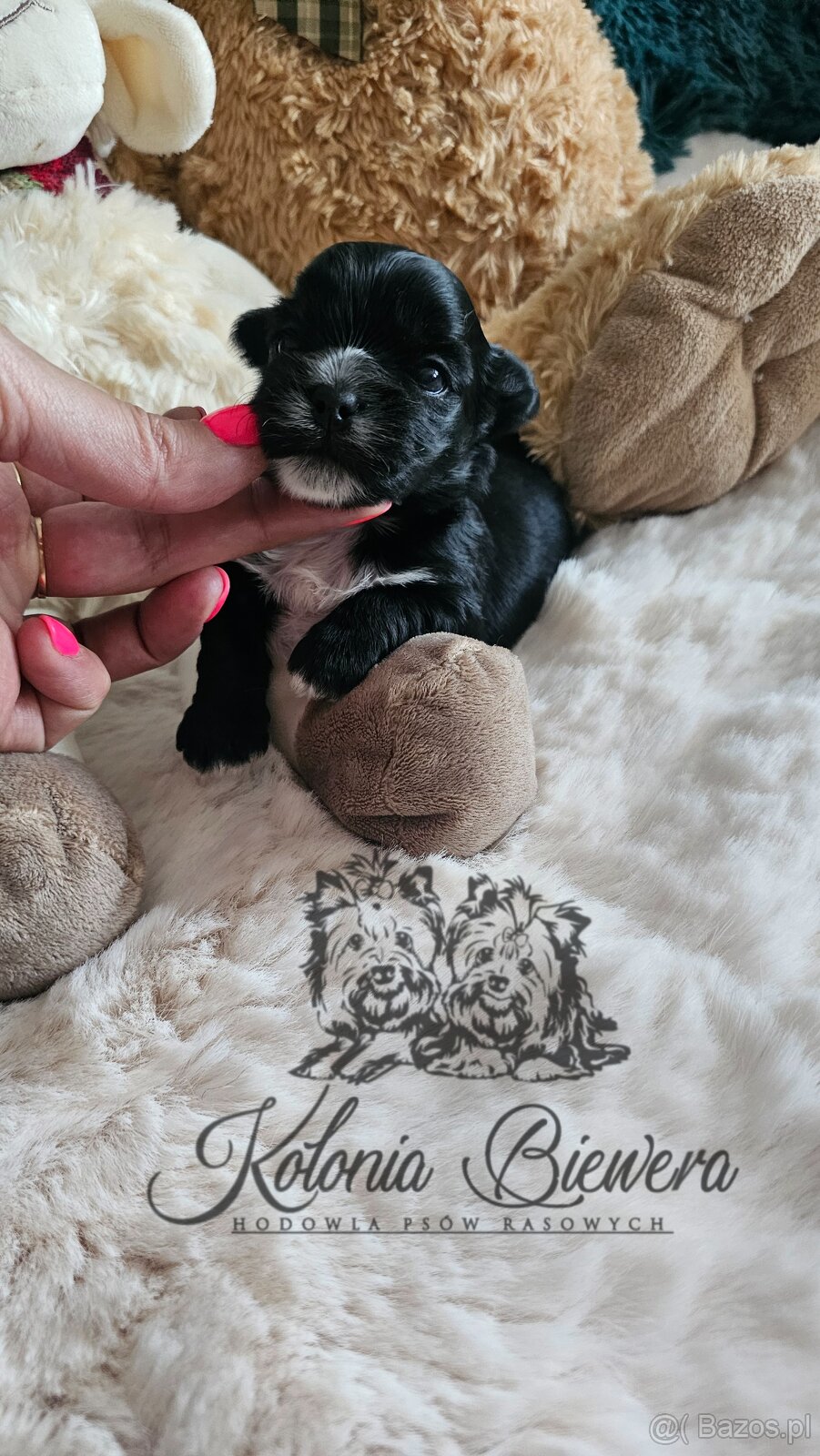 Yorkshire Terrier czarny piesek ( nie wybarwi się) Paszport - 10