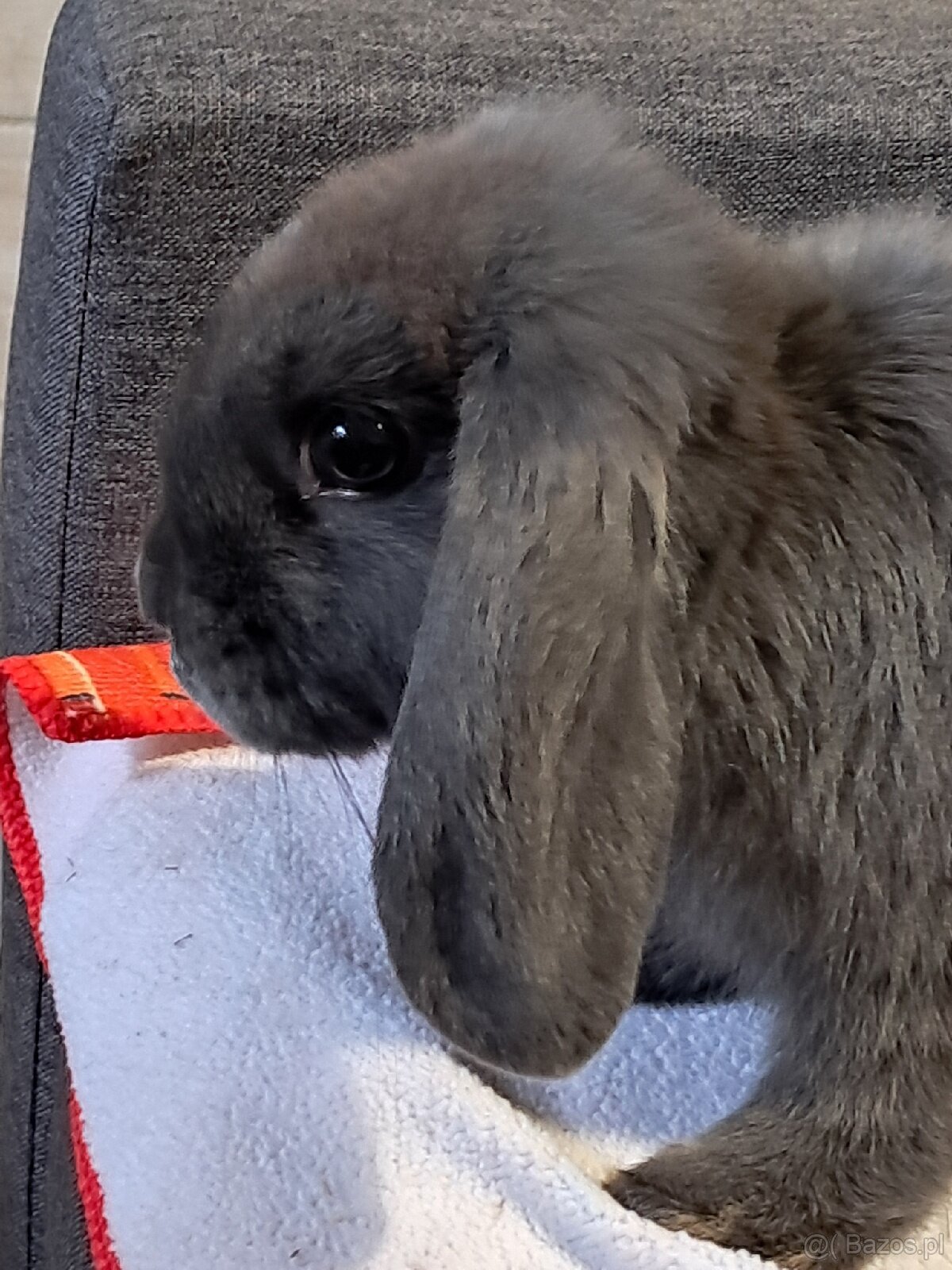 Białe baranki mini lop - 10