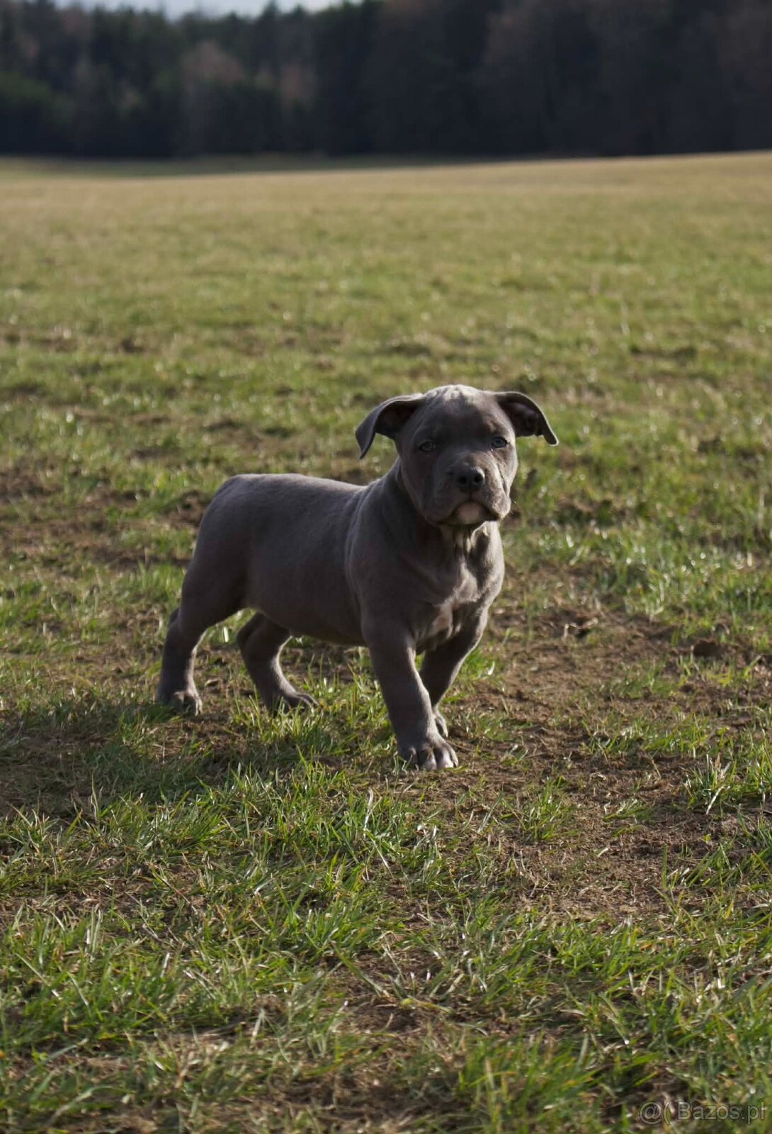 American Bully Standard - 10