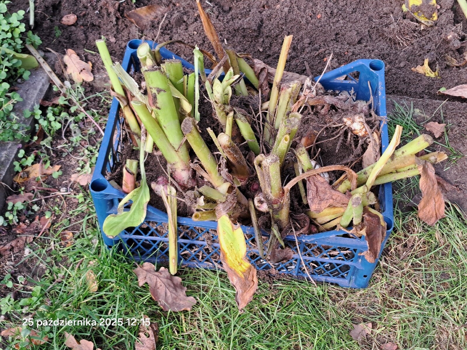 Kanny czerwone świeżo wykopane - 10