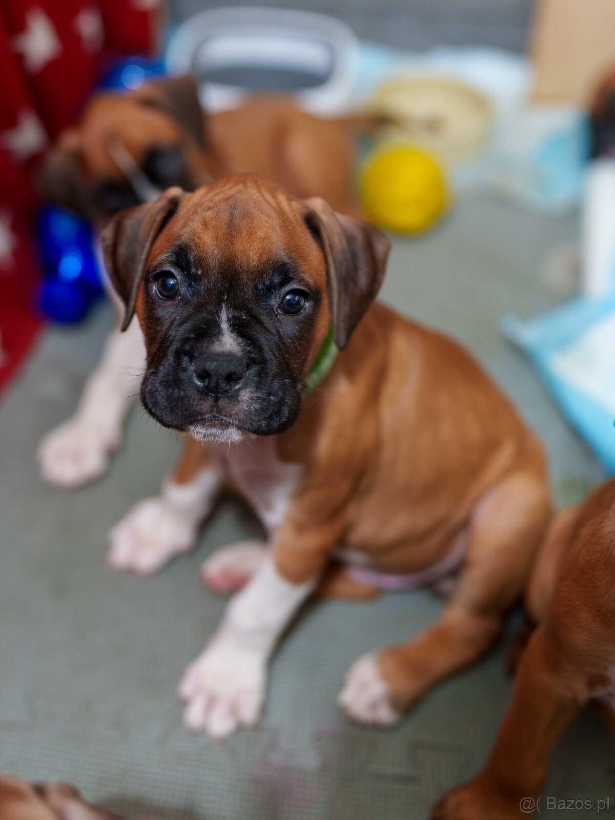 Boxer szczeniak rodowód bokser - 10