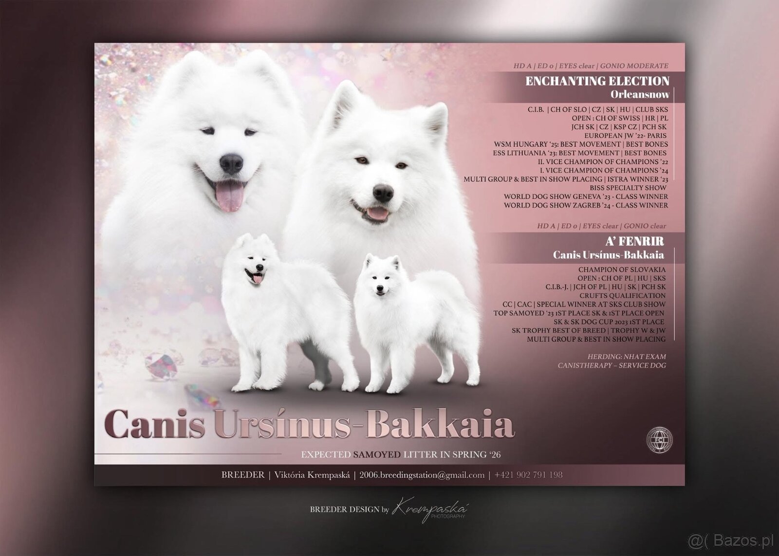 Samojed z FCI/PP – urodzone szczenięta z wyjątkowego skojarz - 10