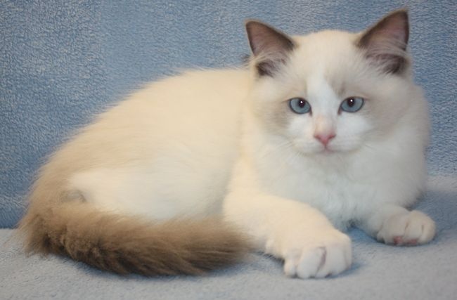 RAGDOLL koťátka: - 10
