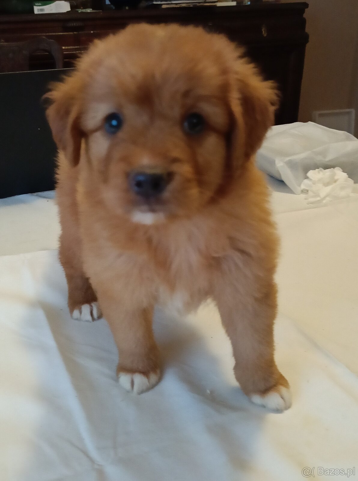 Nova Scotia Duck Tolling Retriever - szczeniaki - 10