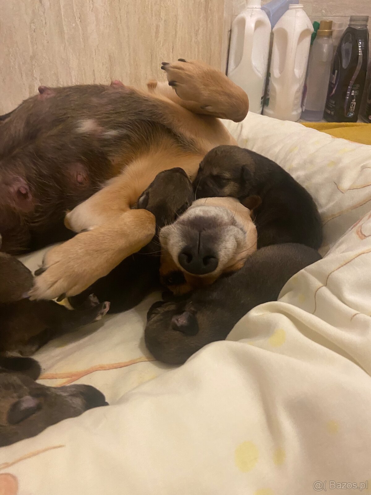 szczeniaki 8 tygodni - mama Beagle - 10