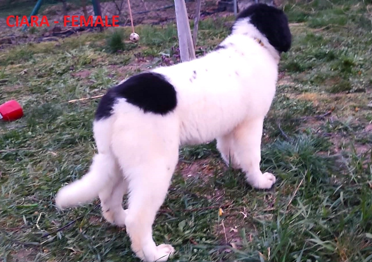 LANDSEER - 10