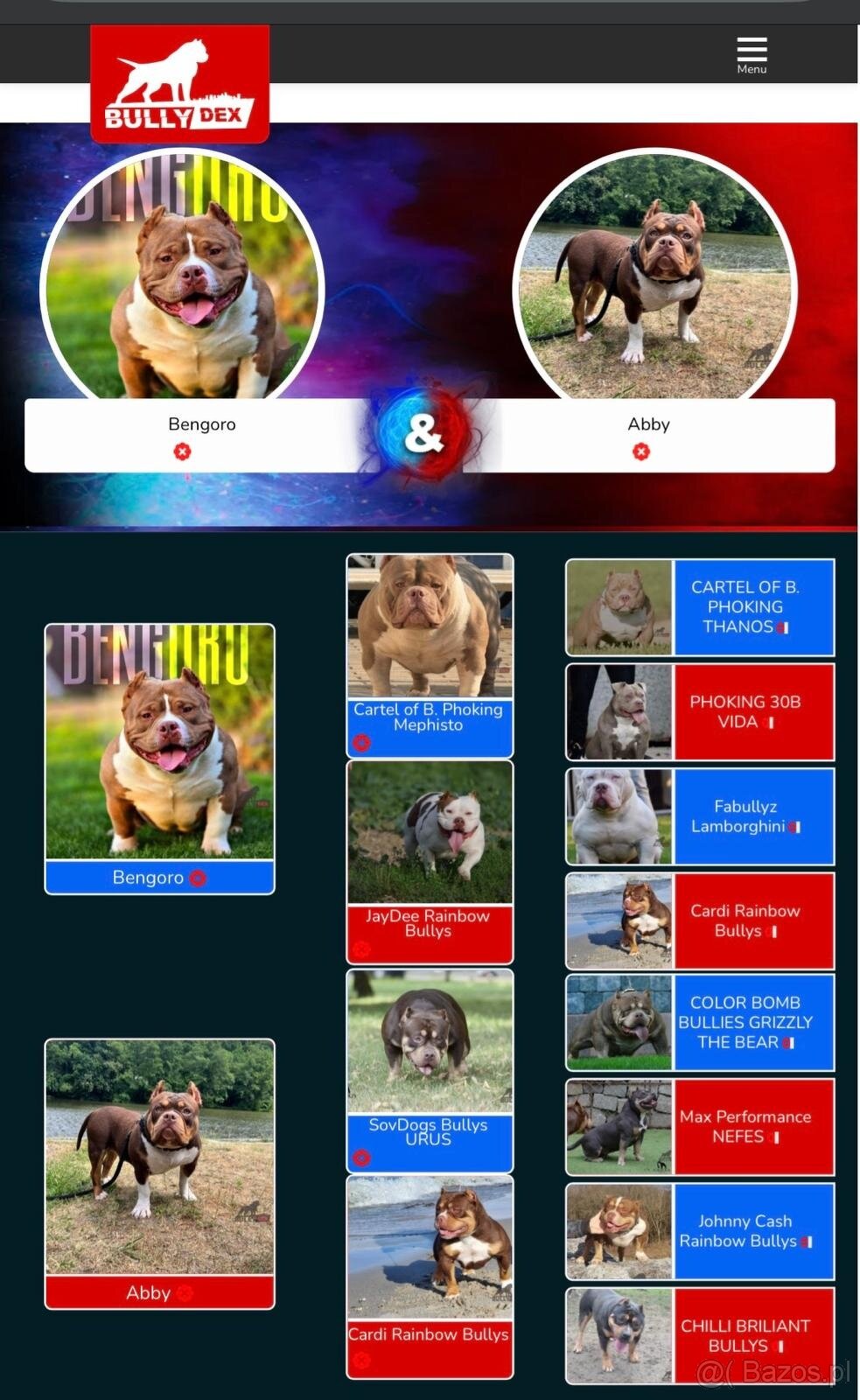 American Bully Pocket - 10