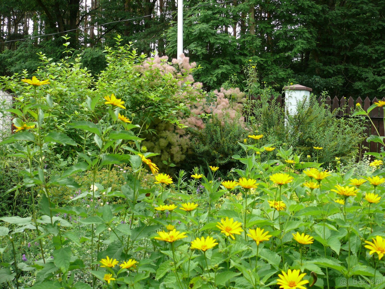 Dom wśród zieleni przy lesie - 10