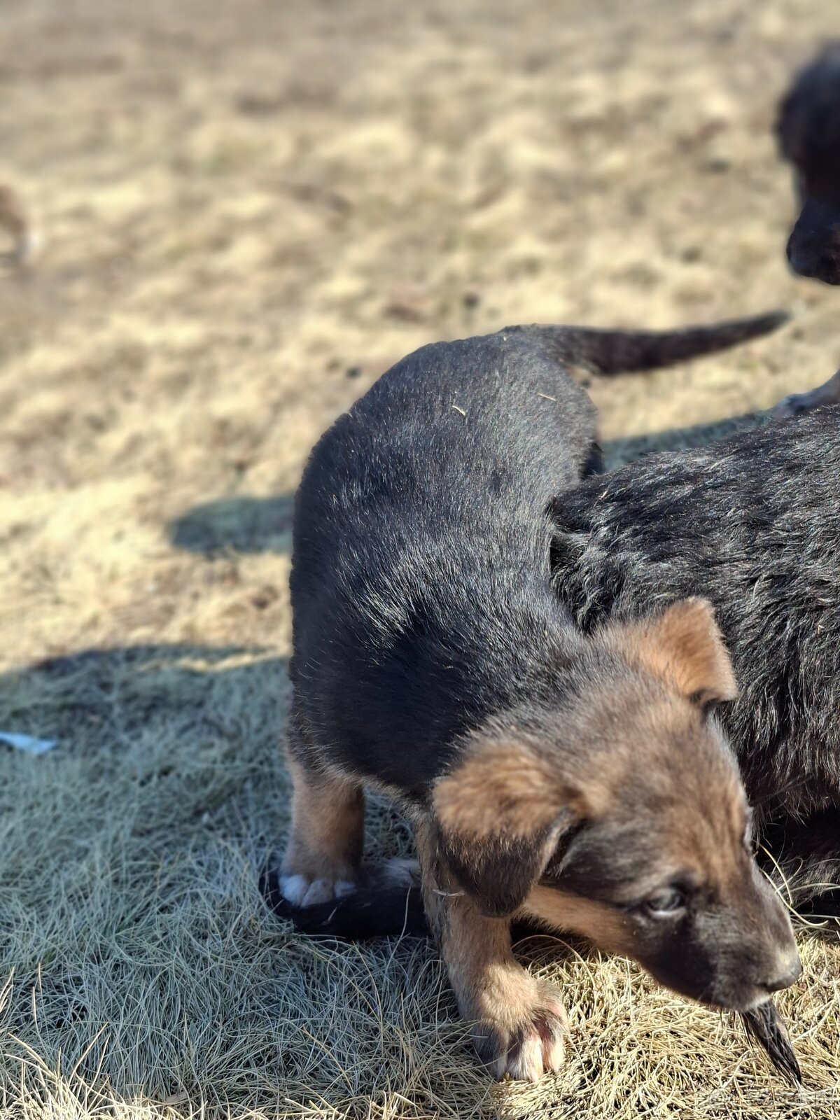 Oddam szczeniaczki za darmo - 10