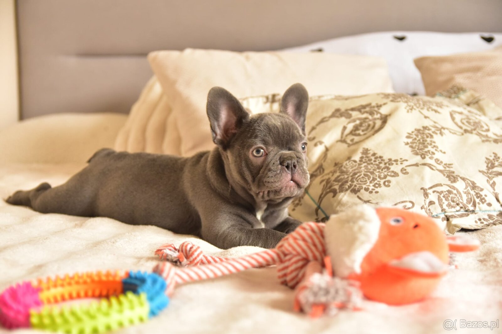 Buldog francuski sunia lilac - 10