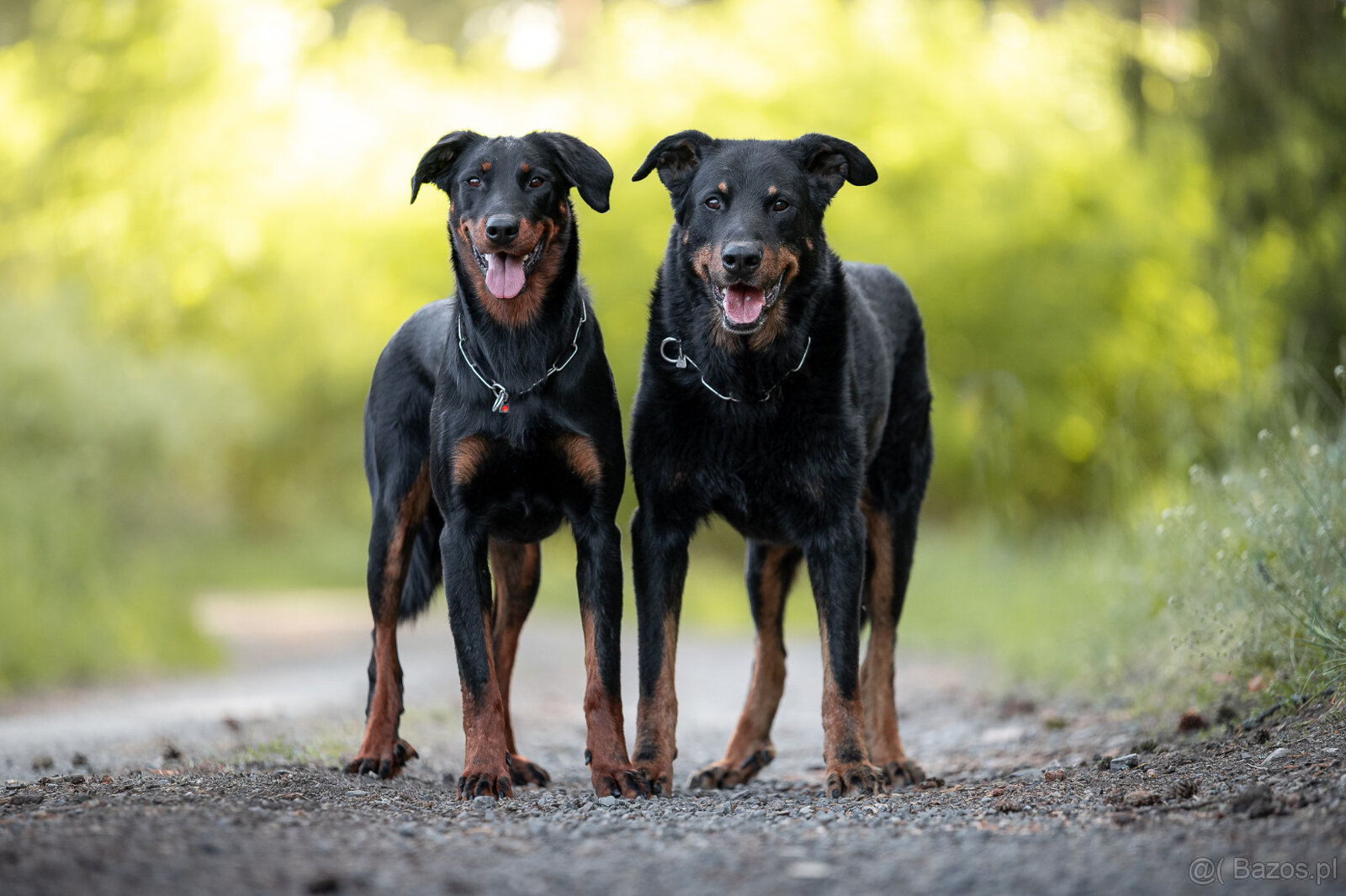 Beauceron - Owczarek francuski z rodowodem - 10