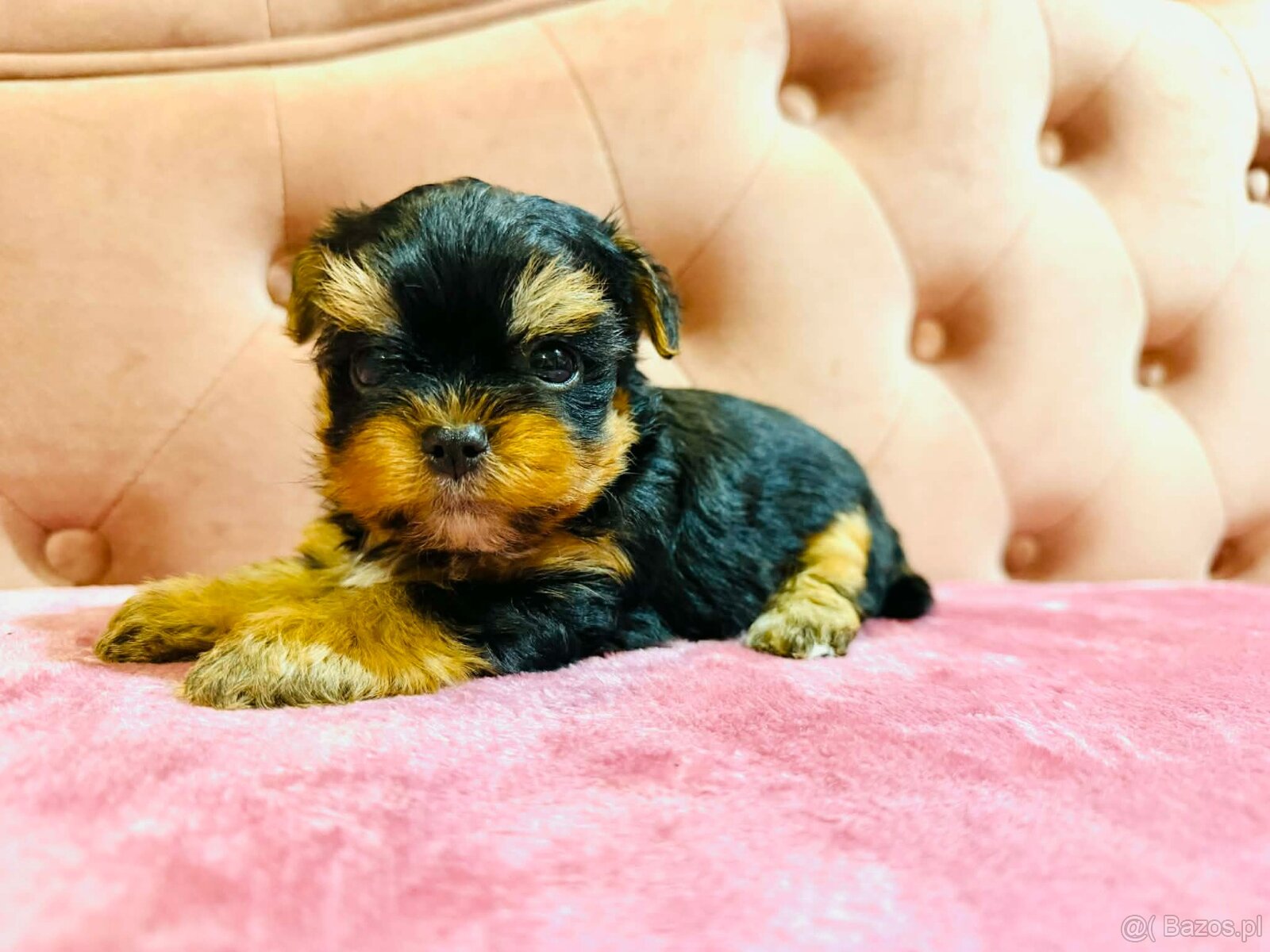 York Mega Piękny Luxusowy. Cudna Buzia. - 10