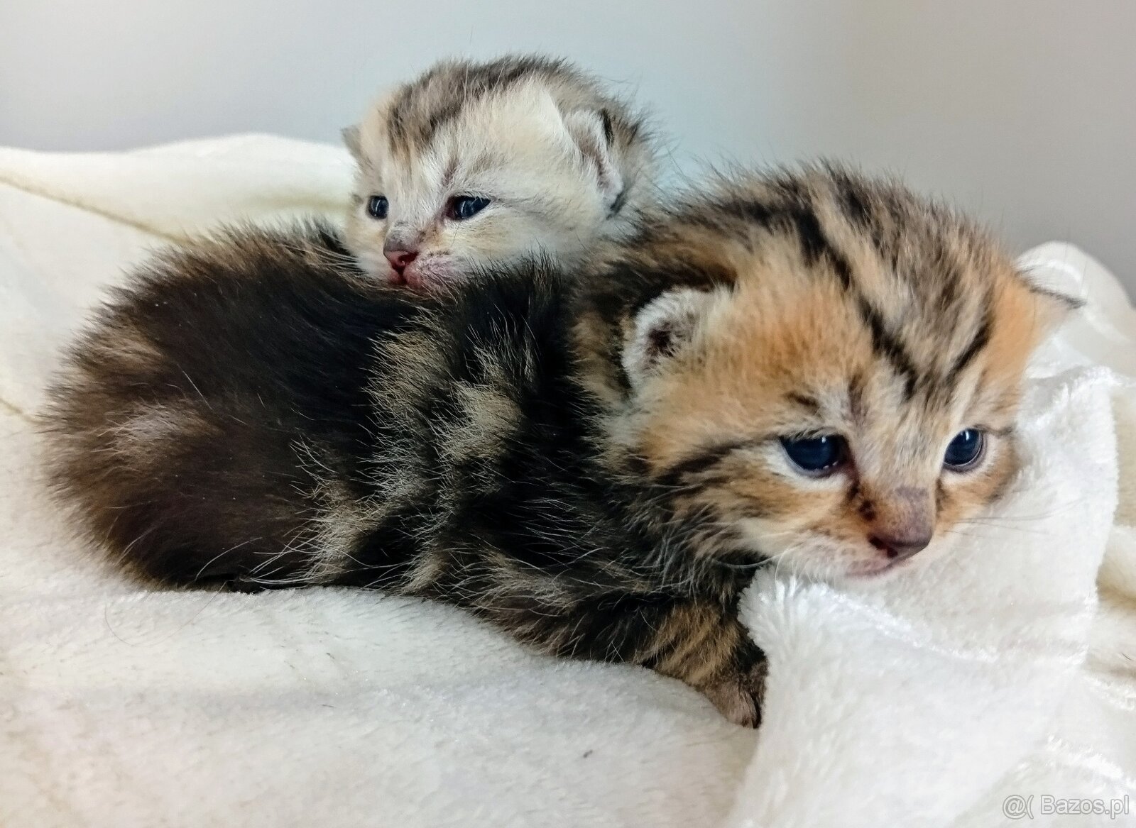Cudowne Kocie Maleństwa Szkockie Szynszyle - 10