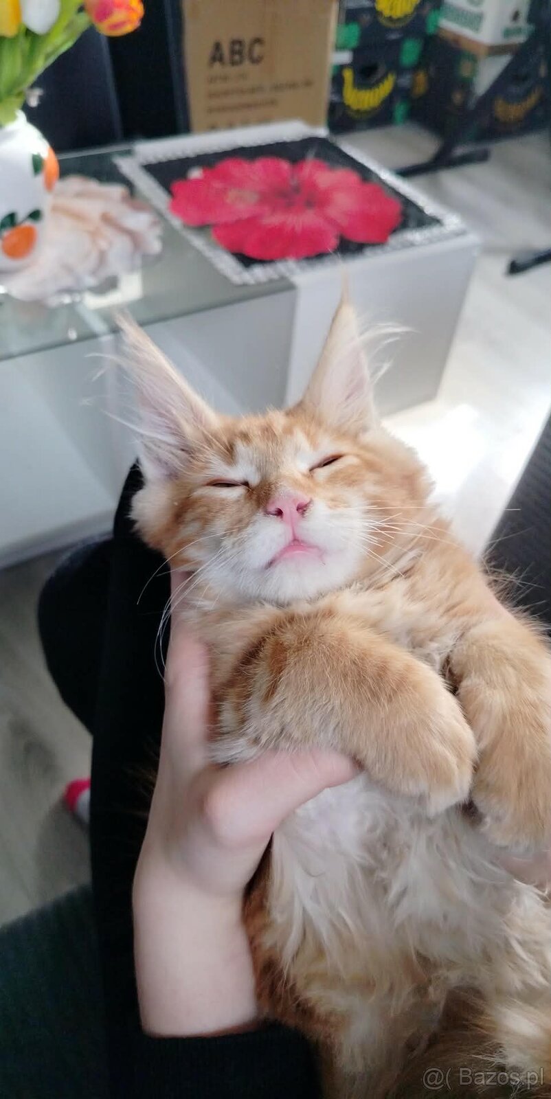 Maine Coon kocięta - 10