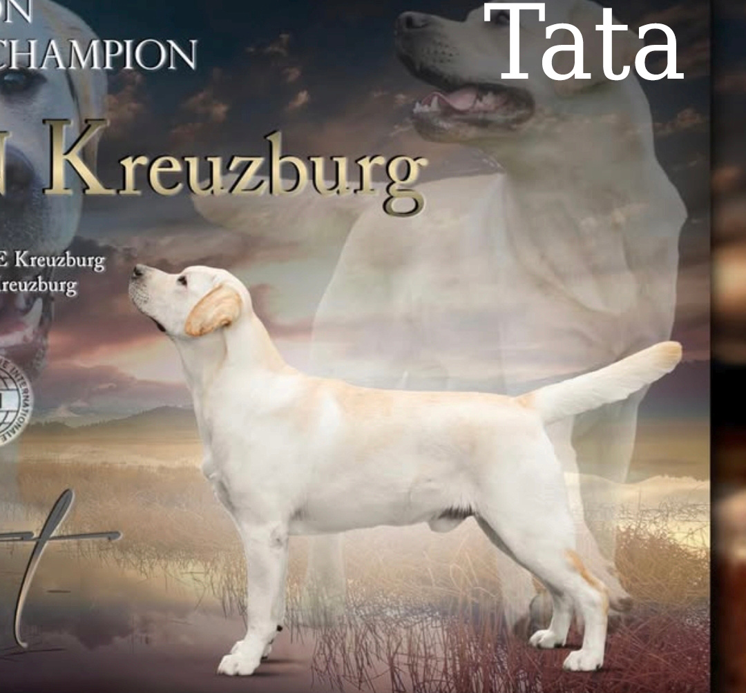 Labrador czarne ZKwP (FCI) szczenięta po Championie, suczki - 10