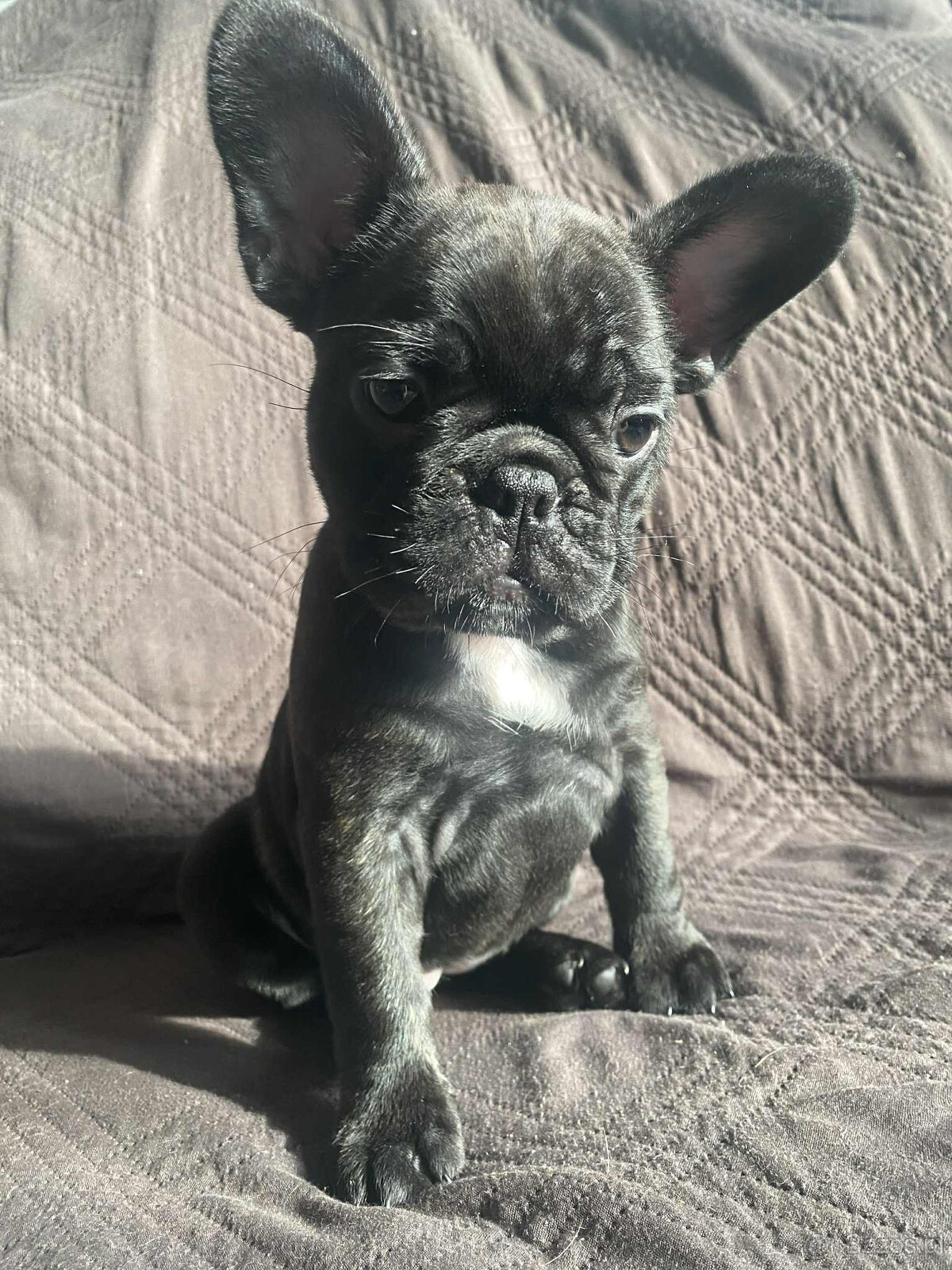 Buldog francuski - 10