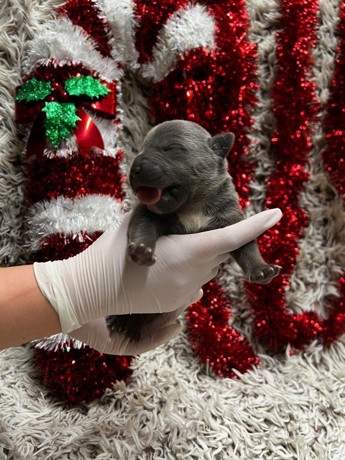 American bully XL s PP - 10