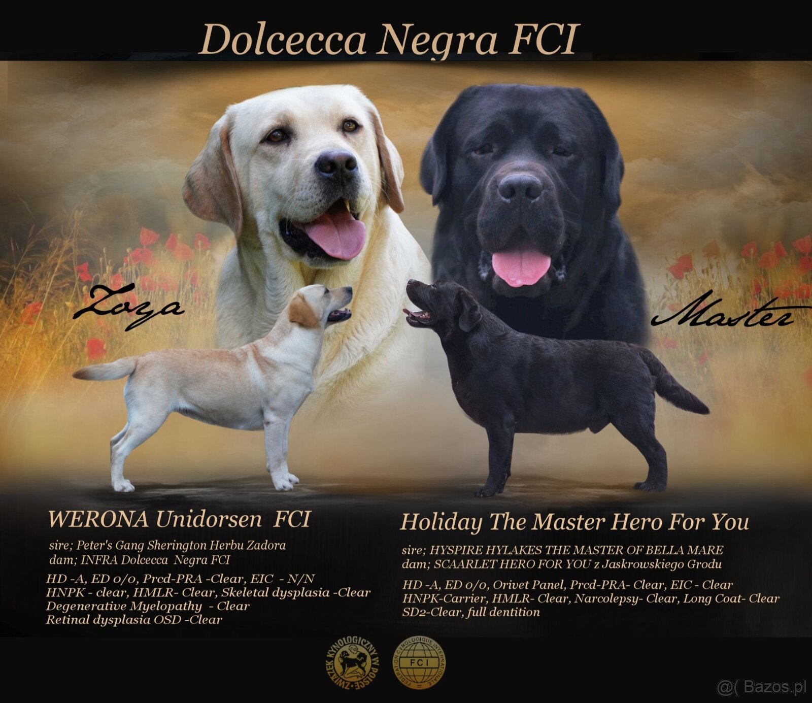 Labrador retriever, czarny piesek ZKwP/ FCI - 10