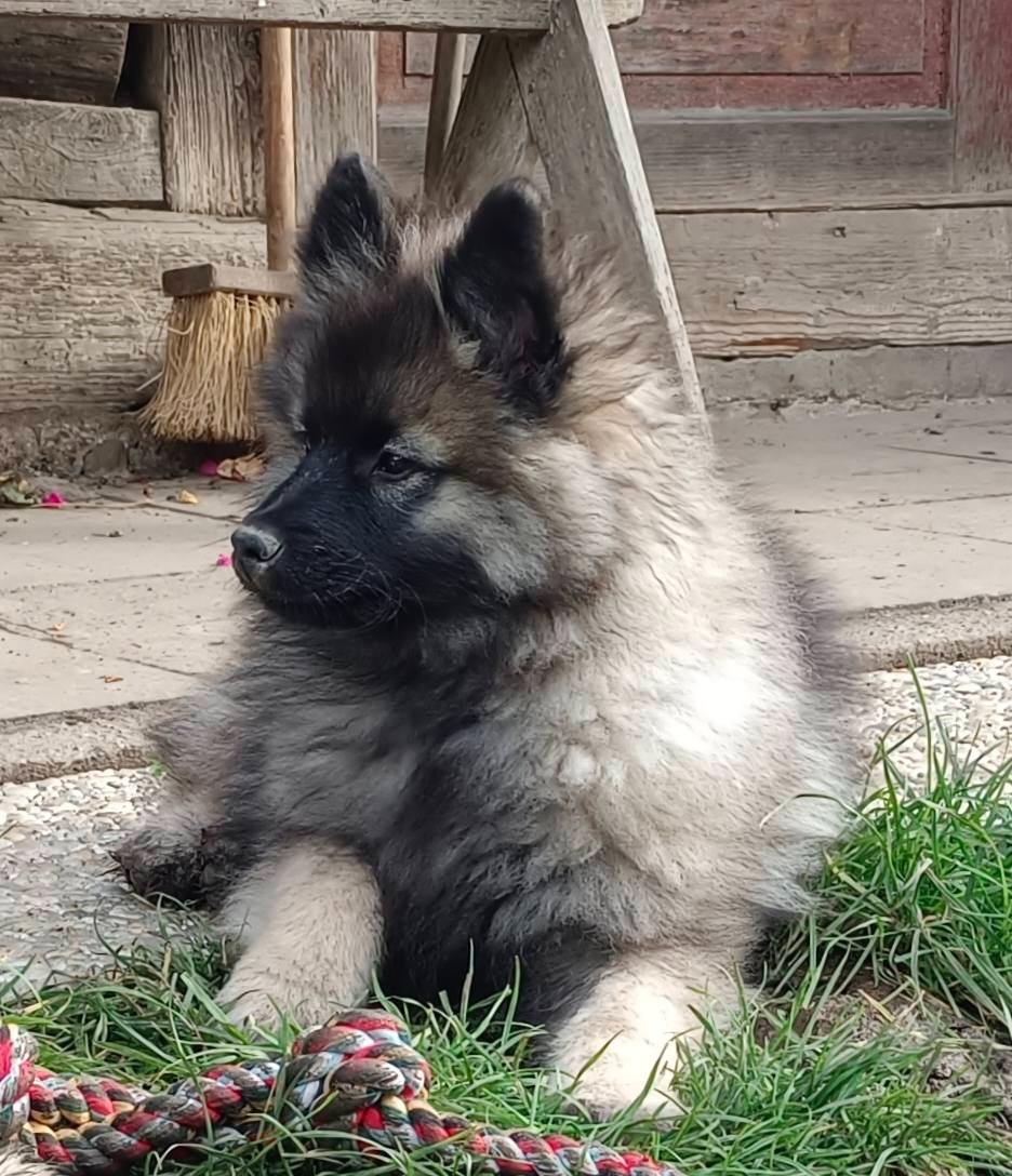 Wilczy szpic / Keeshond polecam rodowodowe szczenieta - 10