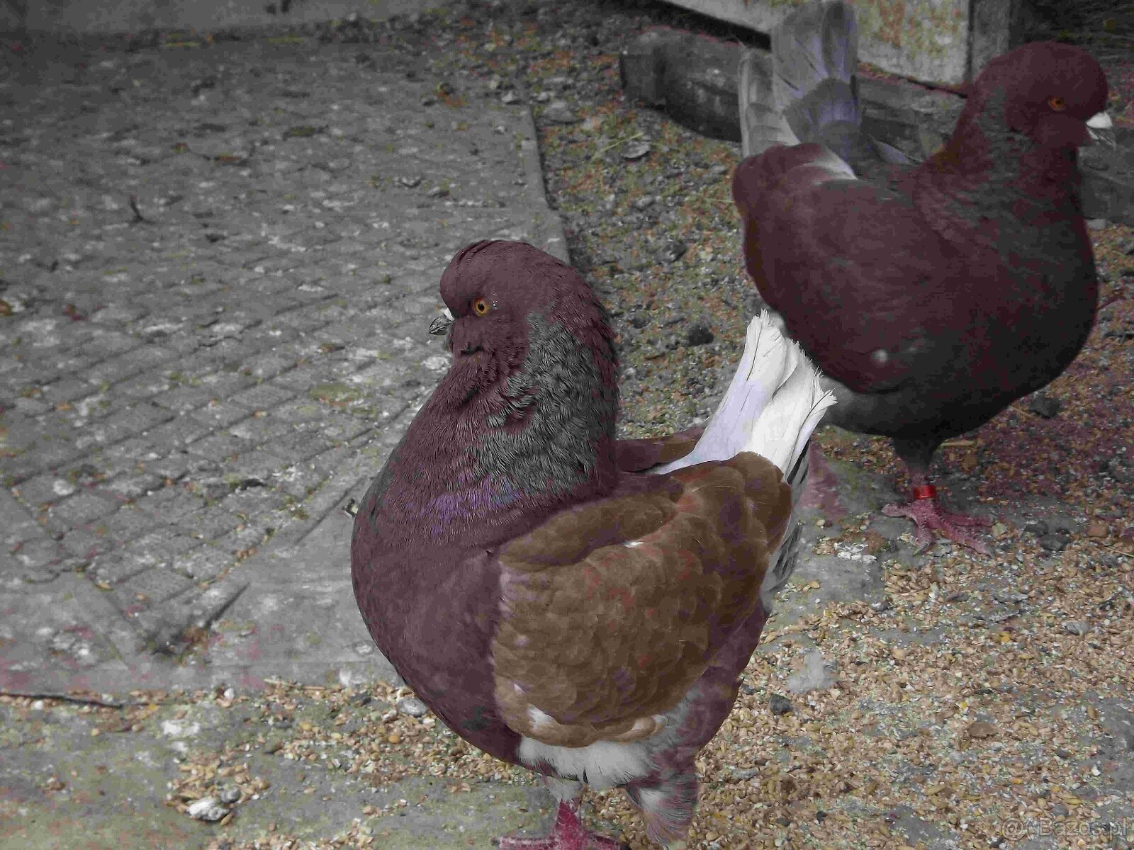 sprzedam gołębie - 10