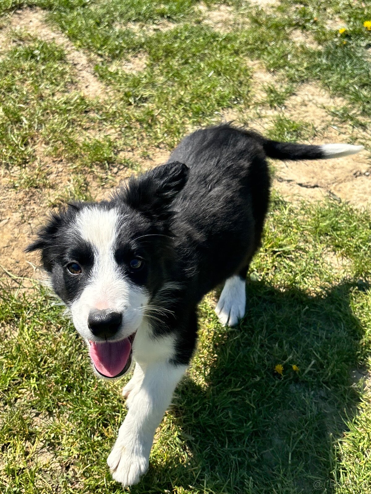 Piesek border collie czarno biały - 10