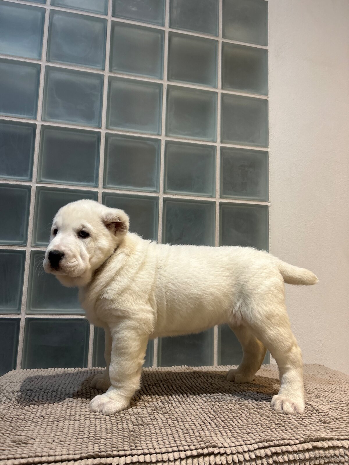 Owczarek środkowoazjatycki alabai - 10