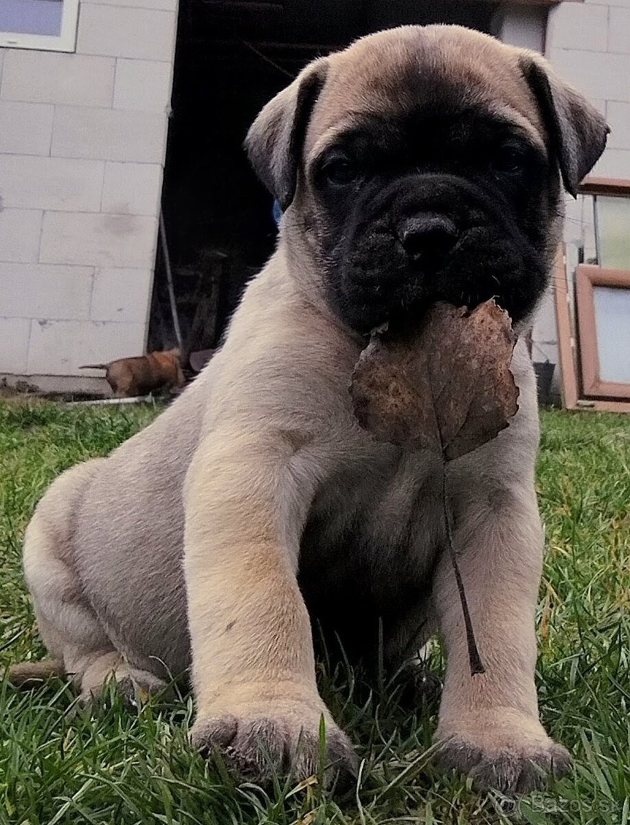 Bullmastiff - 10