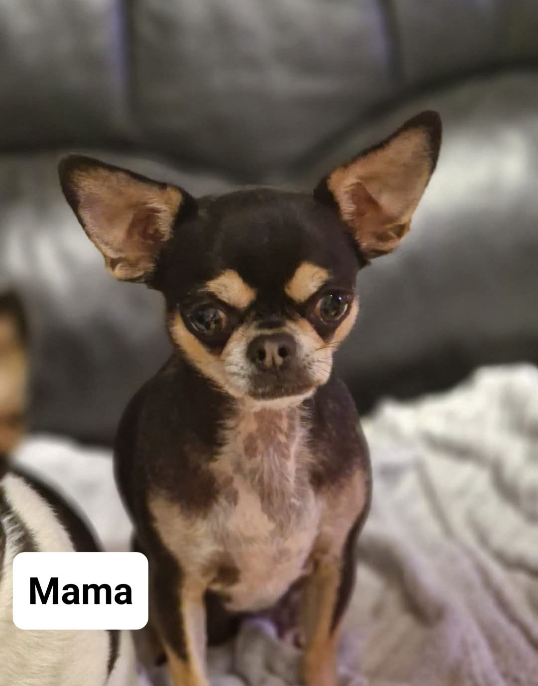 Dziewczynka chihuahua - 10