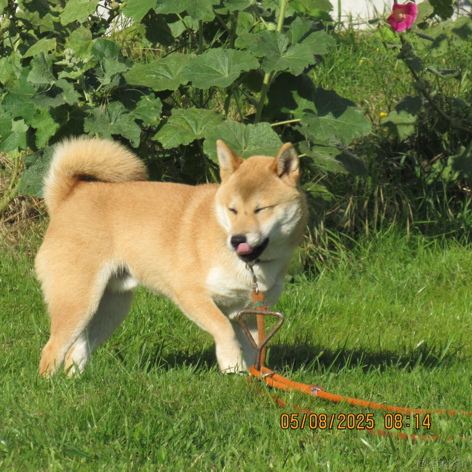 Shiba Inu, czerwony piesek - 10