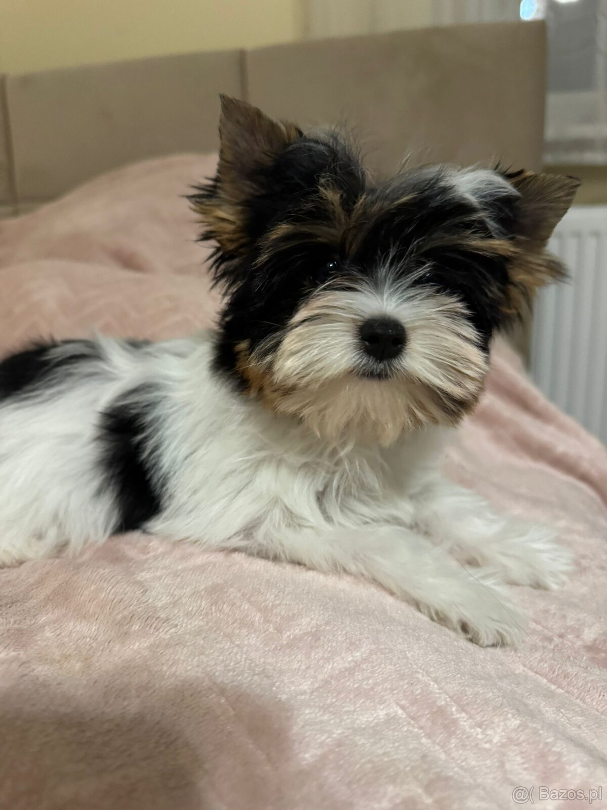Suczka Biewer Yorkshire Terrier FCI / ZKwP - 10