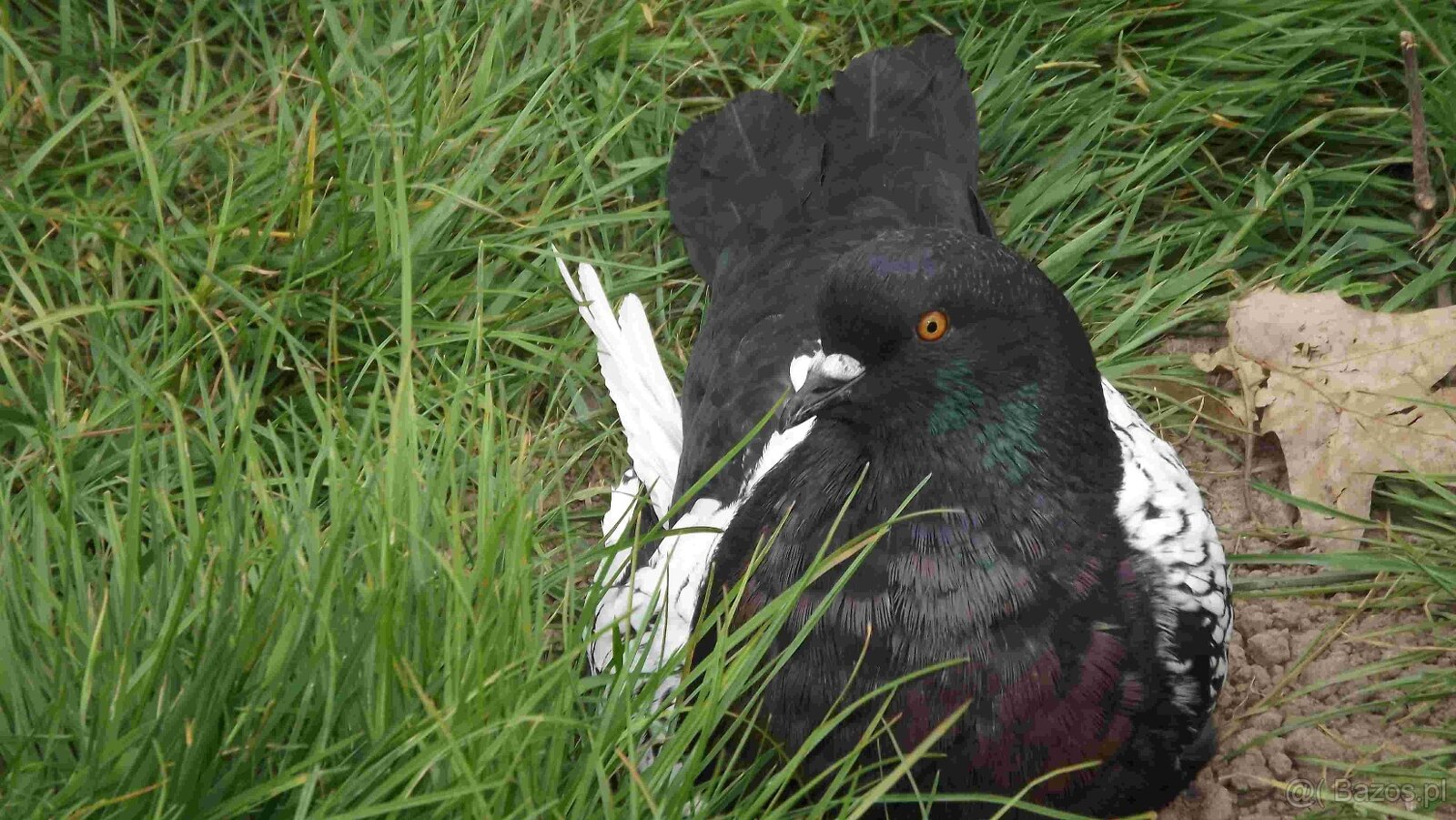 sprzedam gołębie - 10