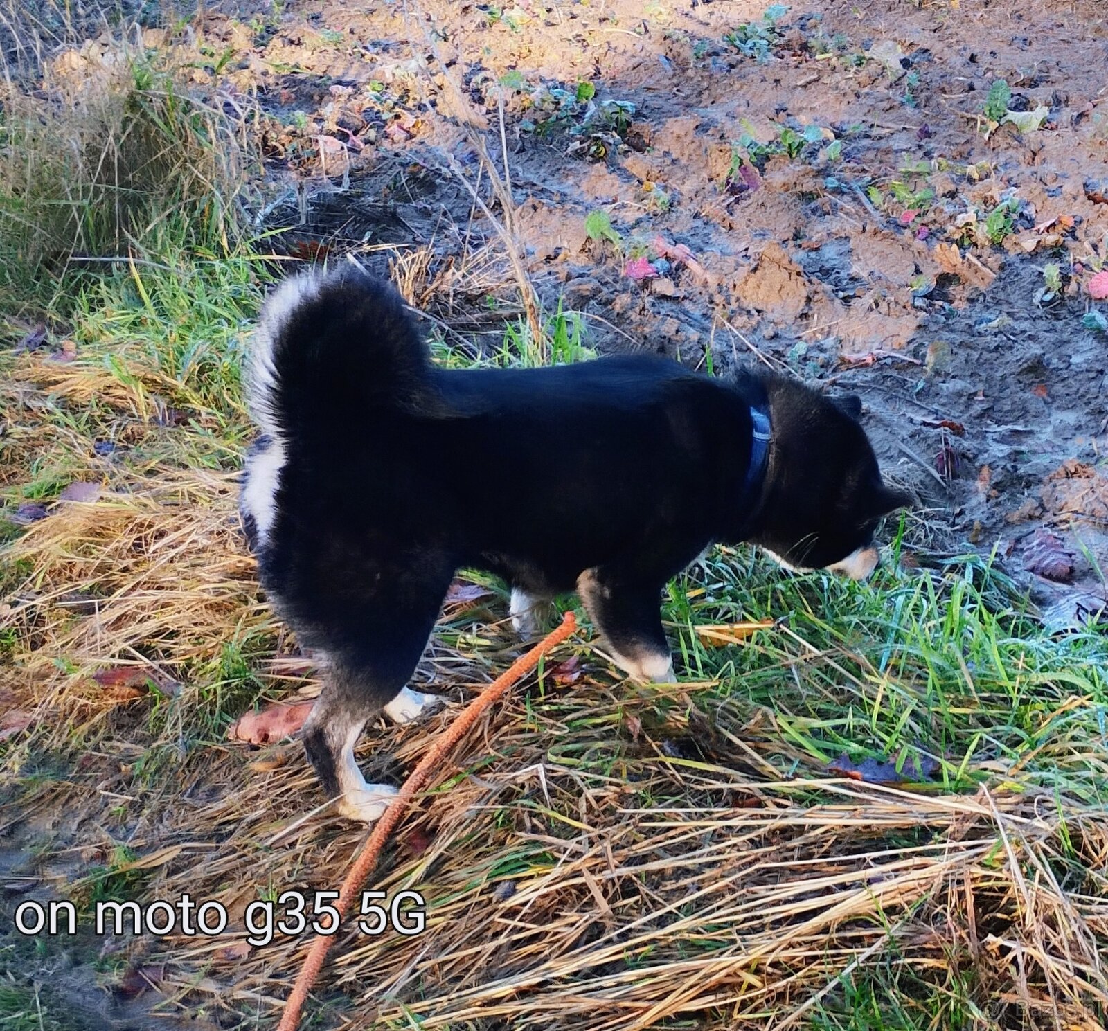 Shiba Inu, roczna suczka, czarna-podpalana - 10