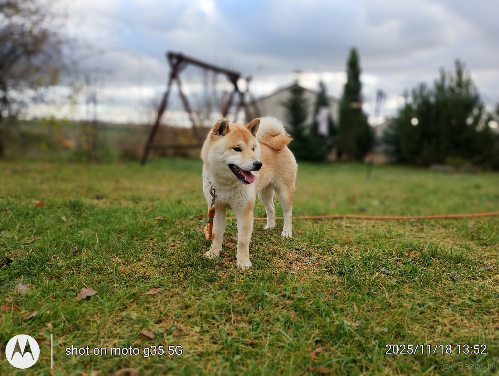 Shiba Inu czerwony sympatyczny piesek - 10