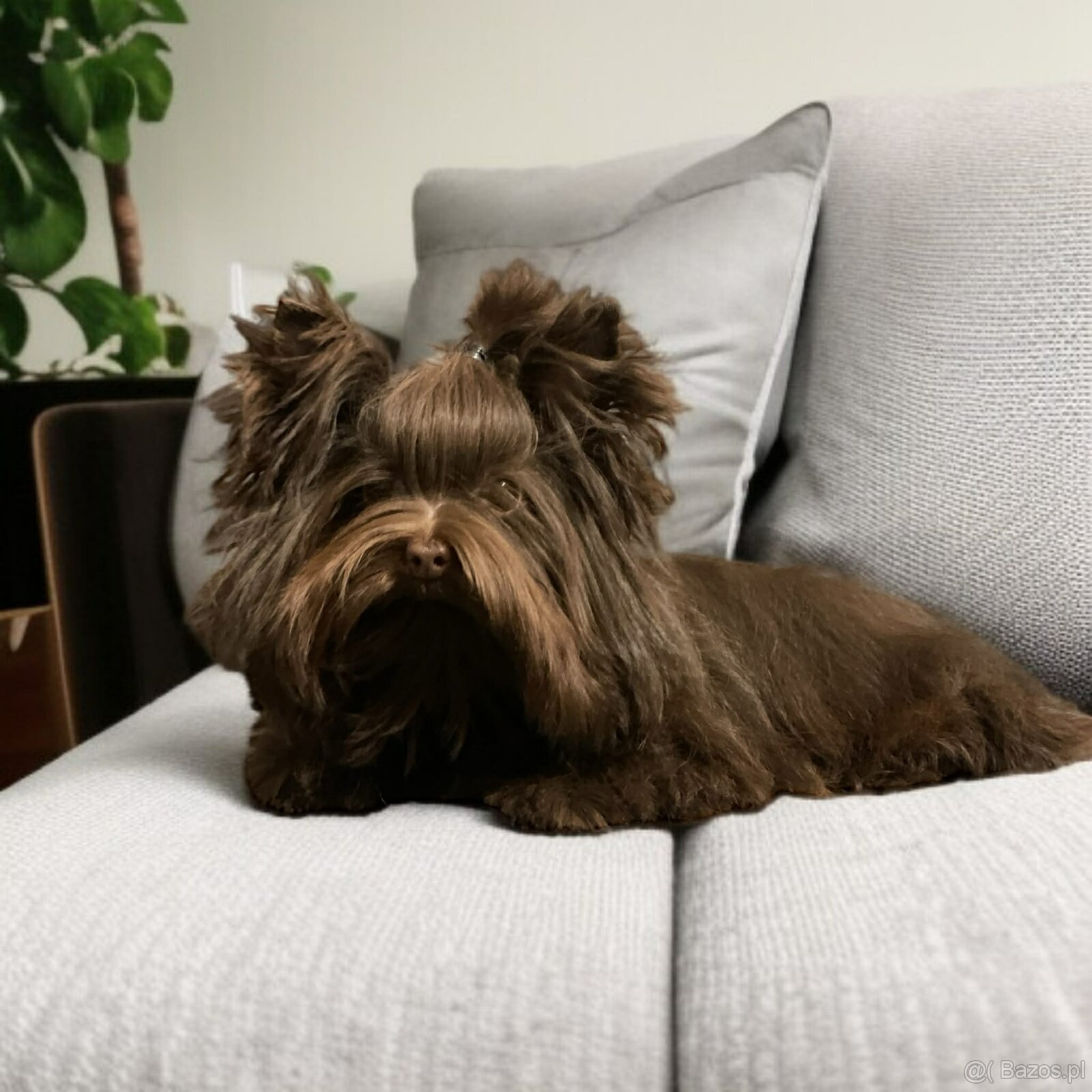 York Czekoladowa Barbi z Bajki. Dokumenty. Hodowla z Bajki. - 10