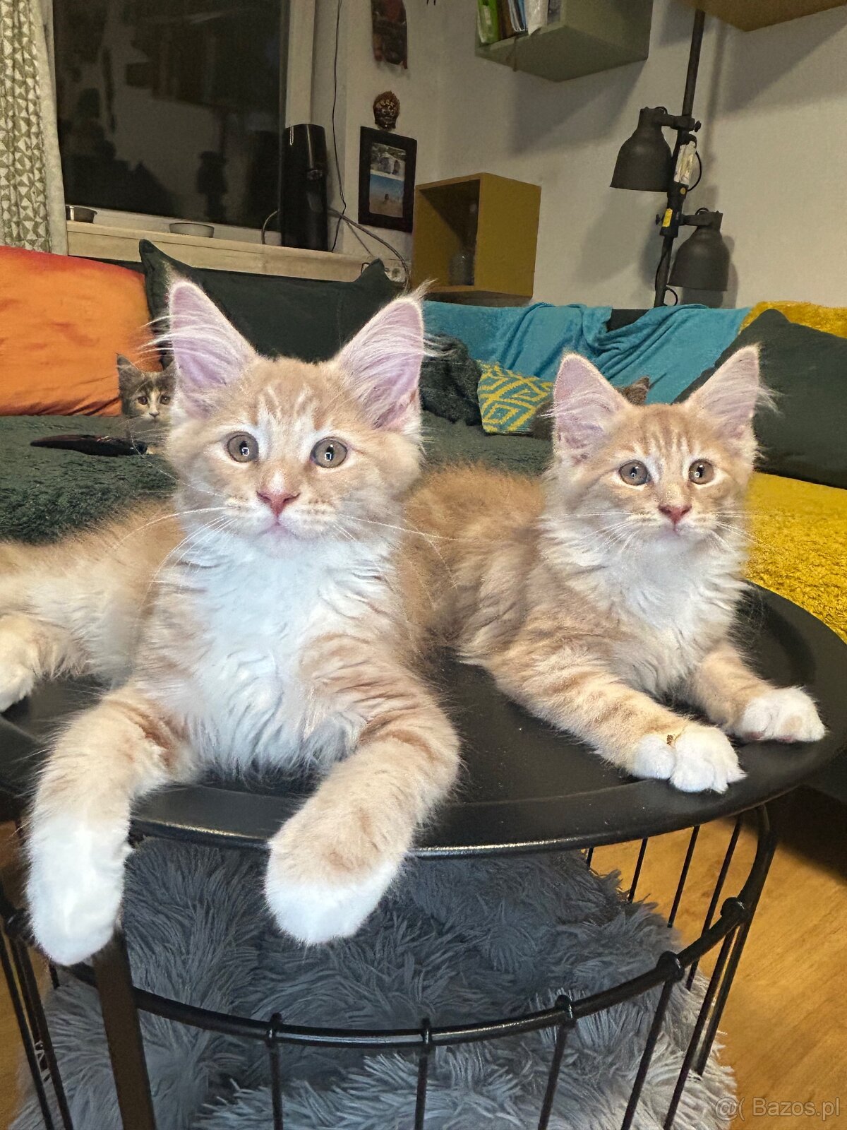 Maine Coon - 10